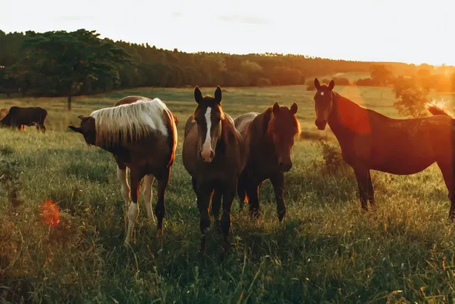 Equus Coaching