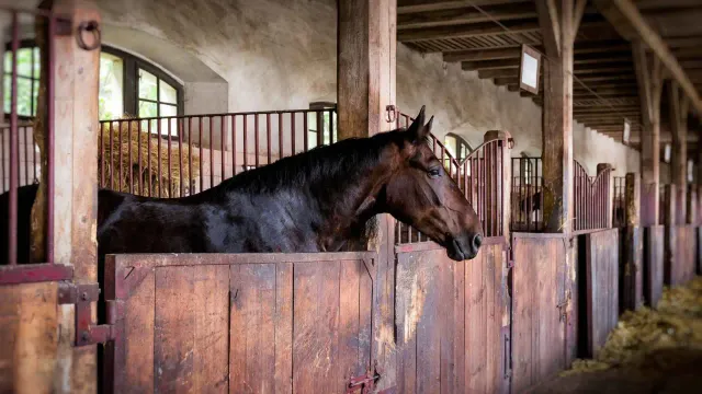 Horse Boarding