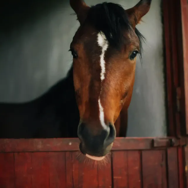 Horse Boarding