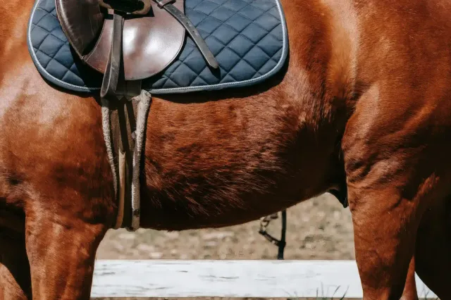 Horseback Riding